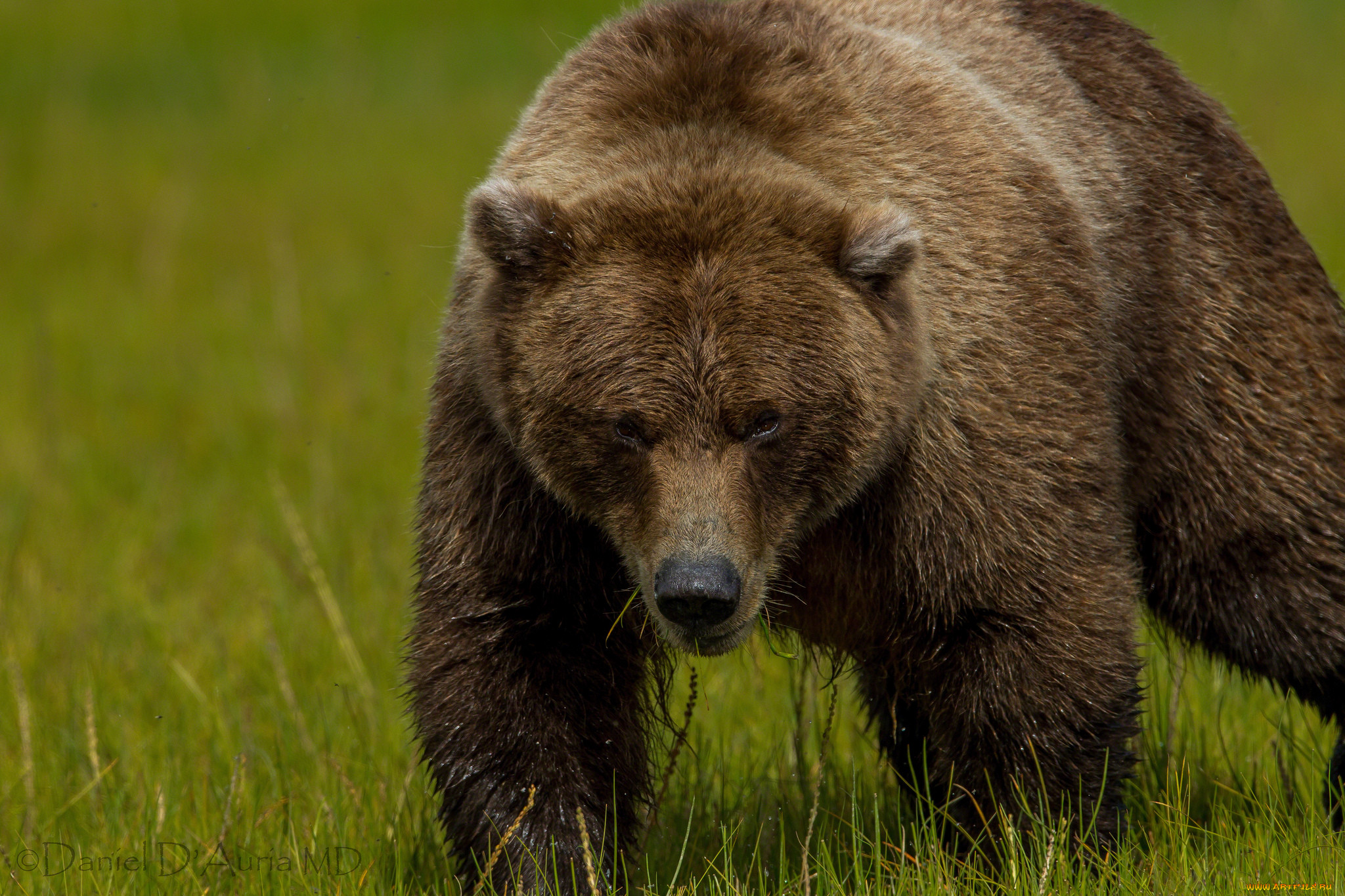 Аю дж. Бурый медведь Брянской области. Апеннинский бурый медведь. Алясский бурыймедведь. Дальневосточный бурый медведь.